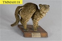 石虎藏品圖，第7張